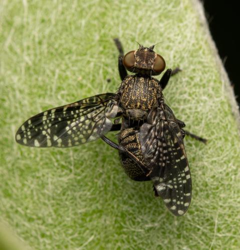 Réf. 346 228 : Platystoma lugubre
